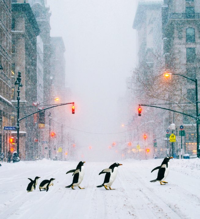 📸Robert Jahns - Penguins crossing in New York