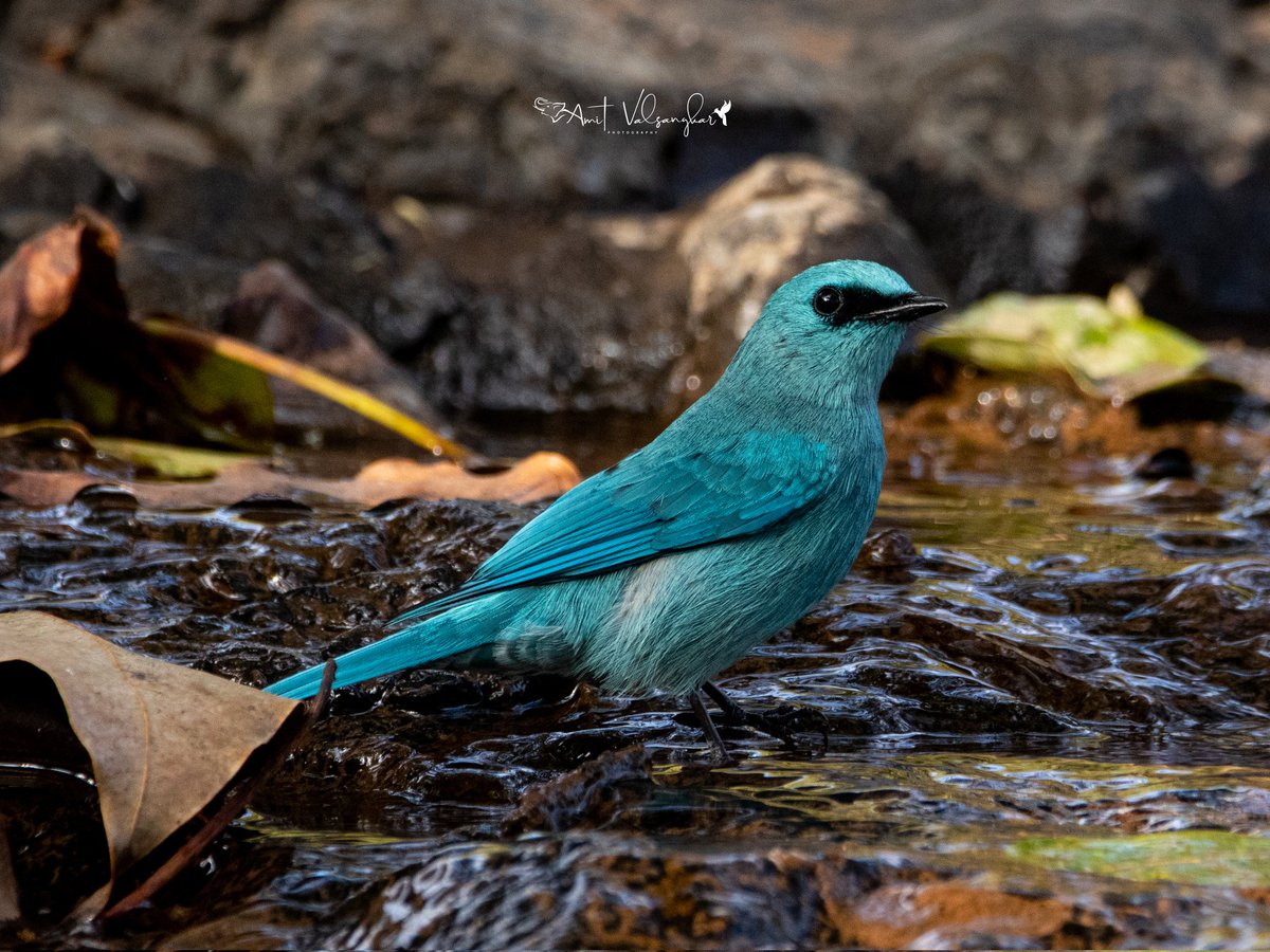 amit_valsangkar's tweet photo. Verditer Flycatcher
#IndiAves #BBCWildlifePOTD #flycatcher #verditerflycatcher #ThePhoto #natgeoindia #discoverychannel @BBCEarth @PLANETEARTH @AnimalPlanetIn @AnimalPlanet #DiscoveryPlus @wildlifemag01 @NatureIn_Focus @NatureInd #forestbird #sinhgadvalley #BirdsOfTwitter https://t.co/hFum9MRPjx