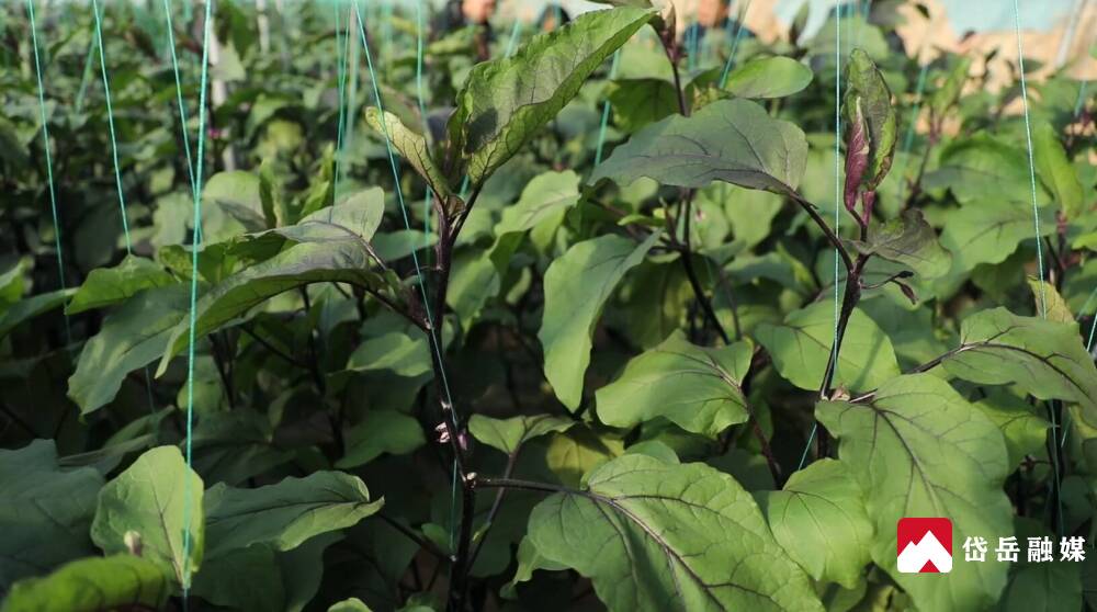 AmazingTaian's tweet photo. 👍With the help of agricultural experts, 40 #greenhouses in a modern agricultural industrial park in Jiaojiazhuang village, #Taian, yielded around 5,000 kg of vegetables, such as cucumbers and eggplants every day now. #DynamicTaian #TaianDevl https://t.co/FAh1zloMur
