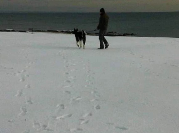 jdeeham's tweet photo. @gordonjbuchanan Akita, Xena #snowdogs start of the big snow 2010 https://t.co/6Fmv2gSSUd
