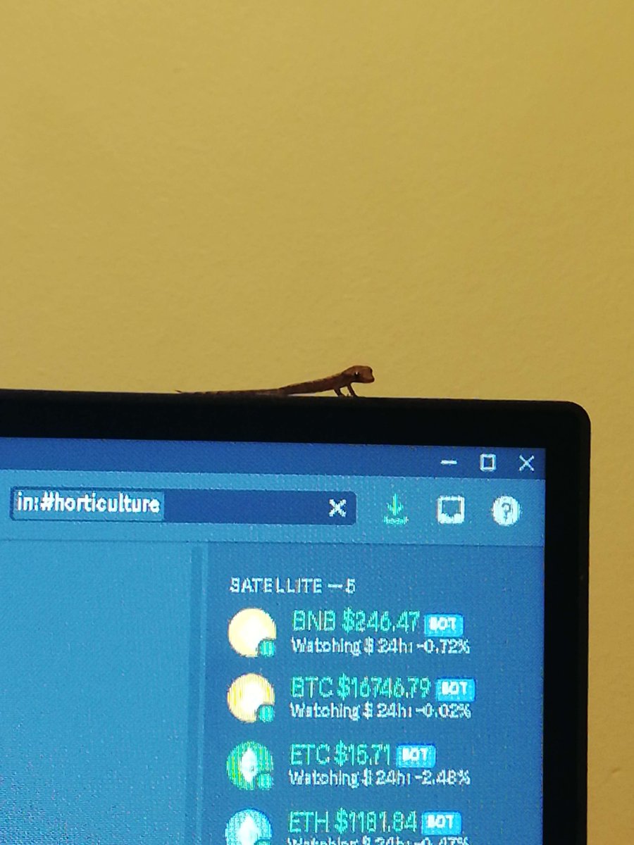 kngr_db's tweet photo. @coingecko thanks for joining us! 

Specifically: Native Australian House Gecko
https://t.co/KbcZXanvqt

All we'd love for Christmas, please!

KNGR (on Ethereum Classic): 0x4499Ed0A00EaF71794142a22D052d9361cB5F1Ae

Merry Christmas and Happy New Year to everyone! https://t.co/AlJaQOOy4w
