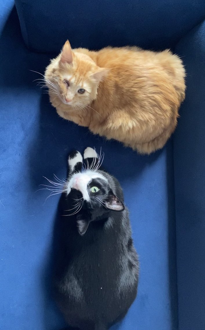 Küfte yine yanlış park etmiş