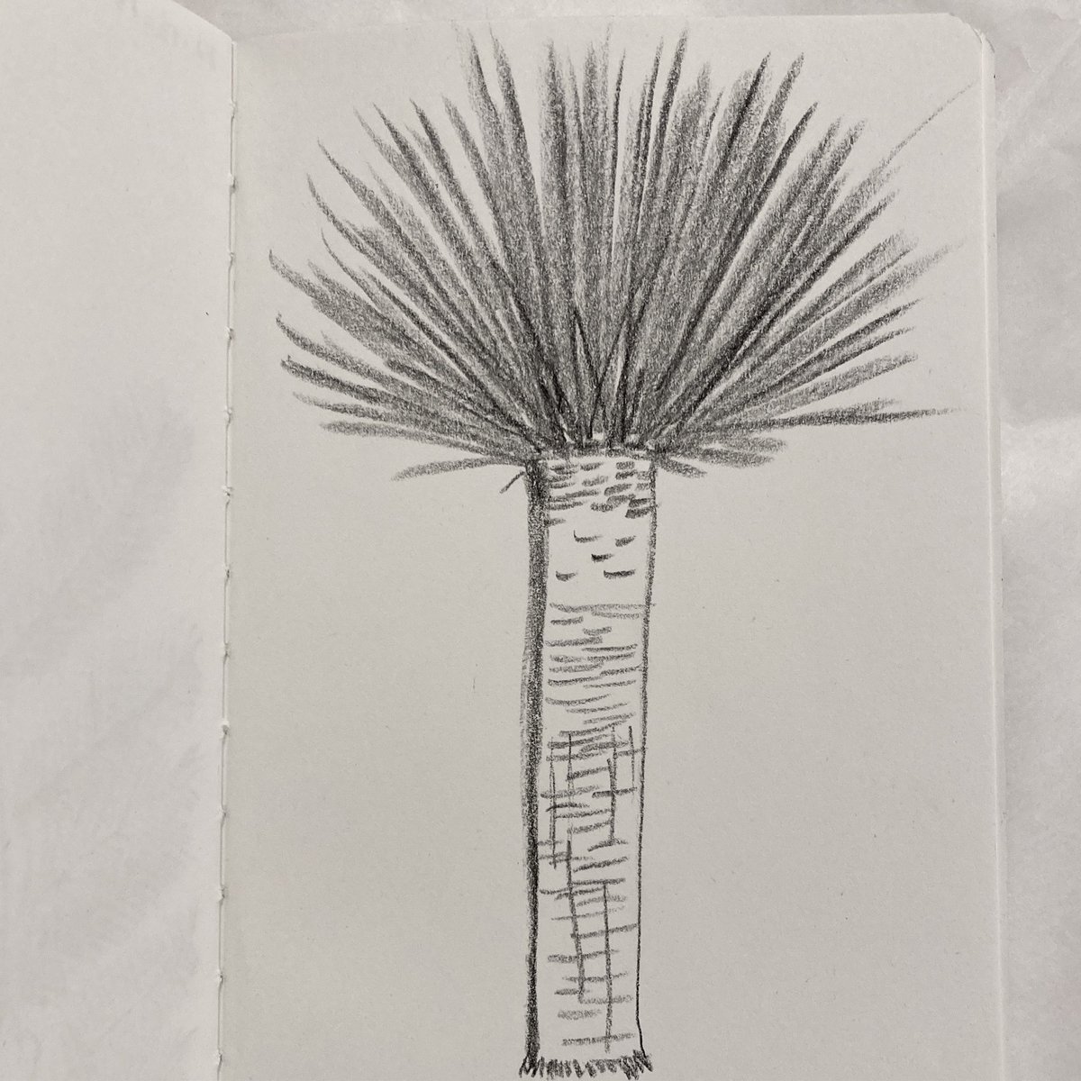 🌿
d-13
#용혈수
Dracaena draco
dragon tree