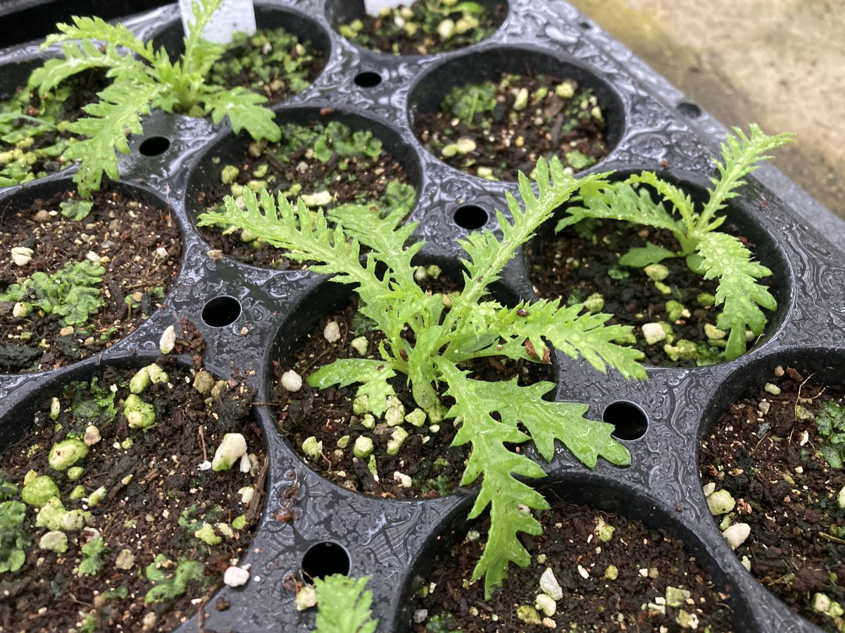 톱풀 애기 때도 톱 그 자체..🌱🌿