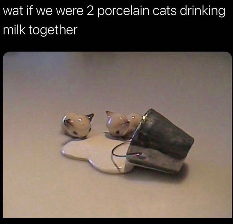 cats who share one braincell (@catbraincell) on Twitter photo 