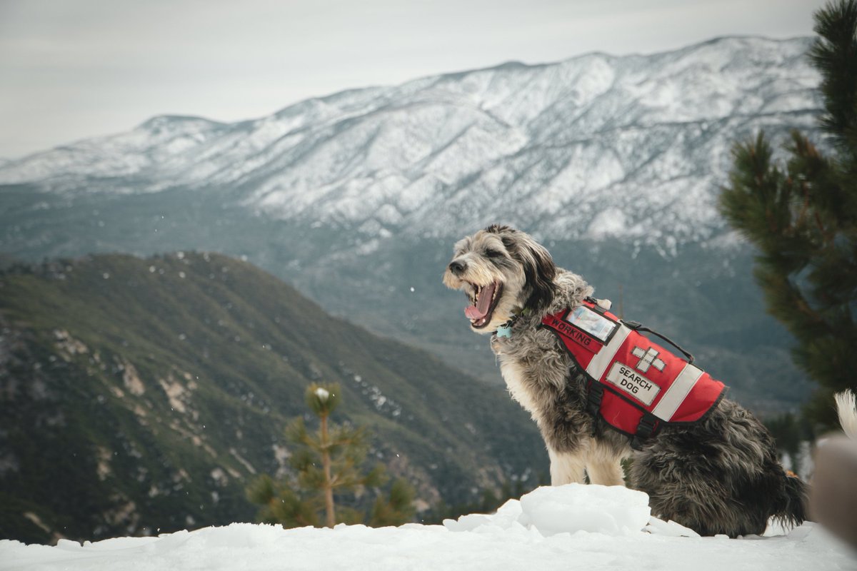 snow_valley_ca's tweet photo. Woof!  Woof!

Don't miss out on the best season pass deal in So Cal.  Prices increase after today. Visit https://t.co/1ZpqQw2L30 for details.

#SnowValley  #bigbear #runningsprings  #lakearrowhead  #skicalifornia #snowvalleymtnresort #socalsnow #skidazzle #snowjam #newsnow https://t.co/RMaz4NN642