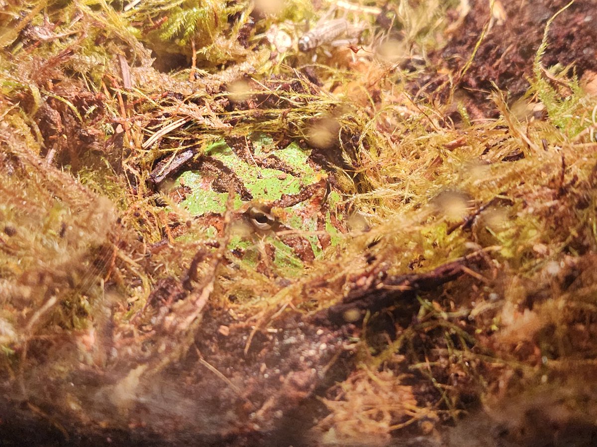 necrow_mancer's tweet photo. I'm a frog daddy now 😁🐸
#frog #chungus #chonky #cute #follow4more https://t.co/PRuxIEwAvF