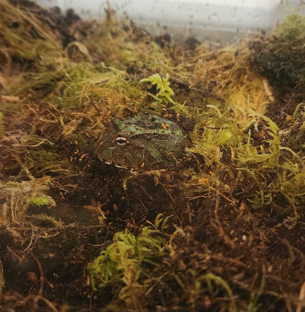 necrow_mancer's tweet photo. I'm a frog daddy now 😁🐸
#frog #chungus #chonky #cute #follow4more https://t.co/PRuxIEwAvF