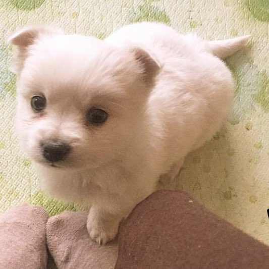 요팅🐶❤️ (@kangminheefan) on Twitter photo 