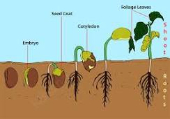 AsianJPlantSci's tweet photo. Germination is the process by which an organism grows from a seed or spore. The term is applied to the sprouting of a seedling from a seed of an angiosperm or gymnosperm. https://t.co/TC8ooYvT5n