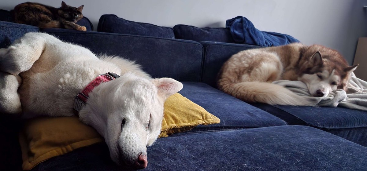 Capt_FluffyBubbles tweet media