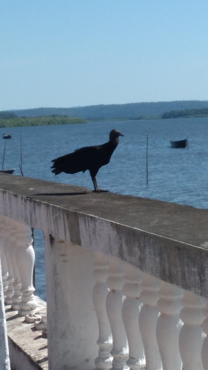 Alisonoob1's tweet image. Urubu do Pix