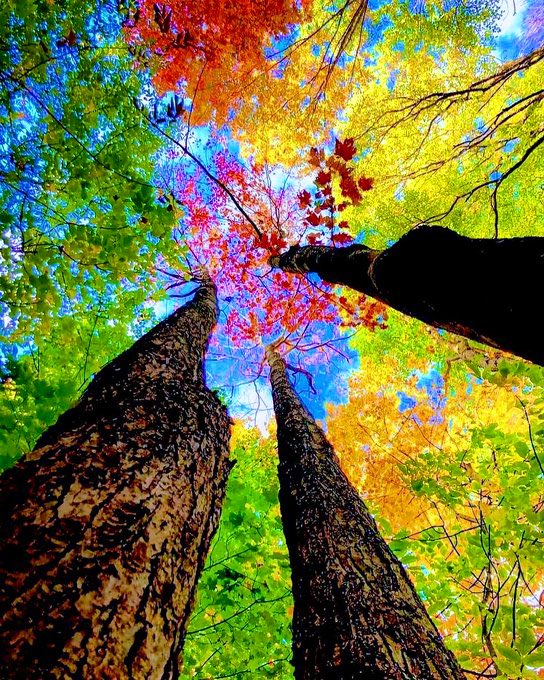 Raja AM Goher tweet media