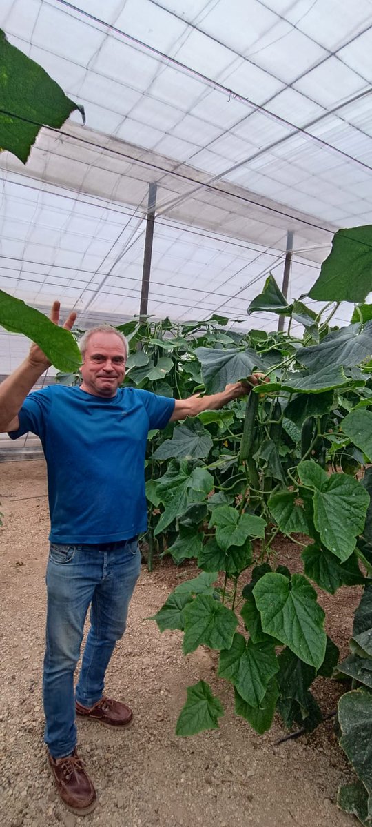 innovamosjuntos's tweet photo. 🥒 Finca de #pepino #MaritimoRZ, de nuestro buen #agricultor Fernando Martín. Sembrados a mediados de agosto #siembra directa. ¡Nacidos para la #agricultura! 😁 https://t.co/HXVKtfM5sR https://t.co/FTCnBtgUer
