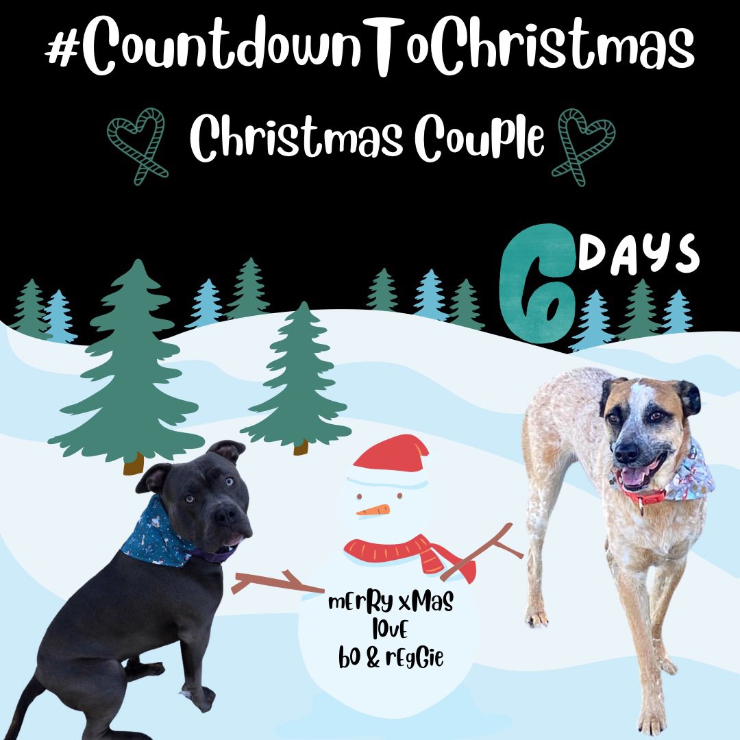 RegRuffNecks's tweet image. Reggie and his girlfriend Bo wanted to be traditional and do their own Christmas e-card to everyone🫶🏻

#PawsomePals #LookForThePaw #DogBandana #DogFashion #DogOfTheDay #ReggiesRuffNecks #RuffNeck #ChristmasTime #FestiveOrders #ChristmasMood #CountdownToChristmas #CouplesChristmas