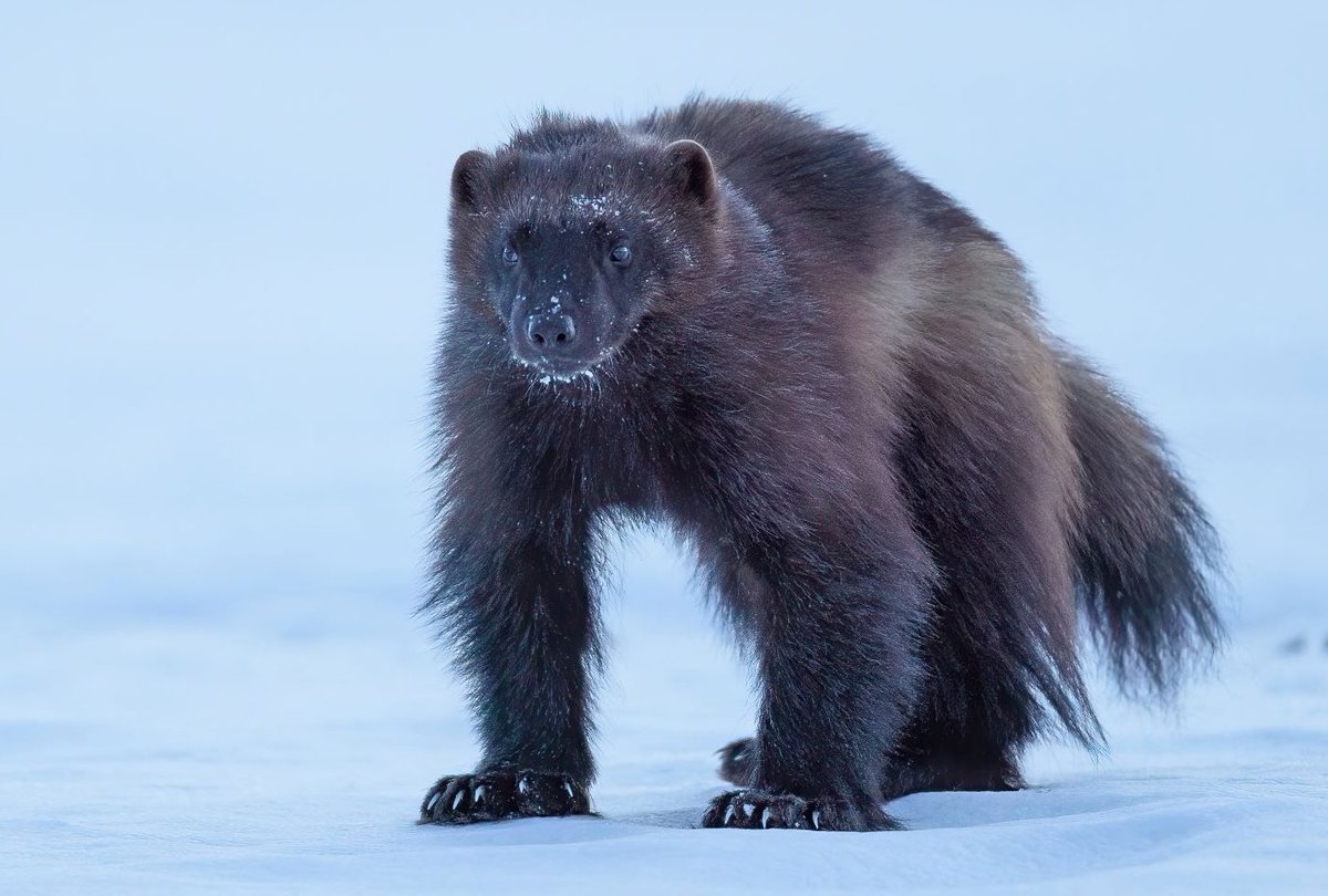 KRossinen's tweet image. Ahma, Suomen / Euroopan isoin näätäeläin. #gulogulo