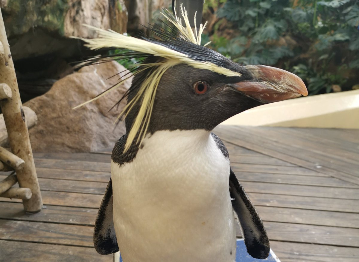 2OceansAquarium's tweet photo. Happy 24th Gotcha Day, Teddy! 😄🎉 https://t.co/RZEFCV91HI