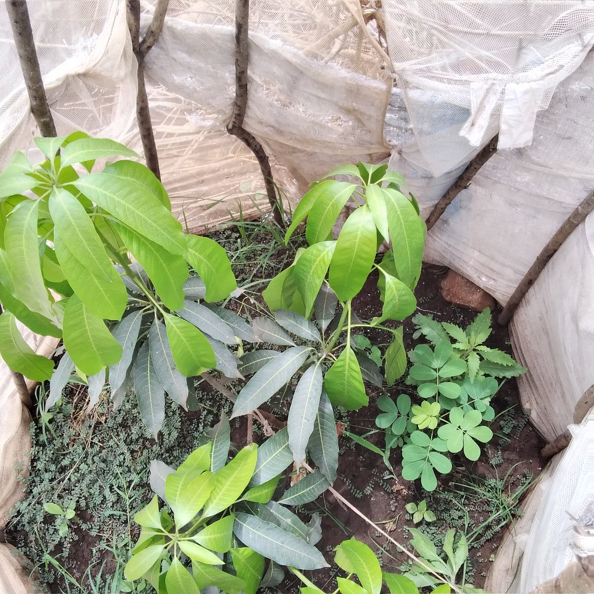 BasaijaBenjamin's tweet photo. What a great work being done by RCRA-UGANDA on fighting hunger, improving households nutrition and economic gain putting in mind climate resistance integration in KASESE Communities under 1000 women gardens project, am so pleased for the great change being done in KASESE District https://t.co/sUugA8Mww4