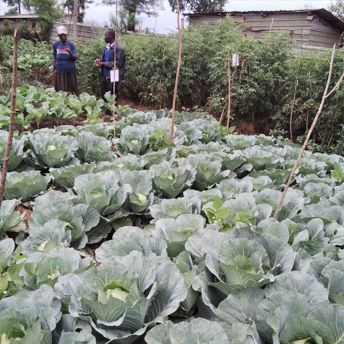 BasaijaBenjamin's tweet photo. What a great work being done by RCRA-UGANDA on fighting hunger, improving households nutrition and economic gain putting in mind climate resistance integration in KASESE Communities under 1000 women gardens project, am so pleased for the great change being done in KASESE District https://t.co/sUugA8Mww4