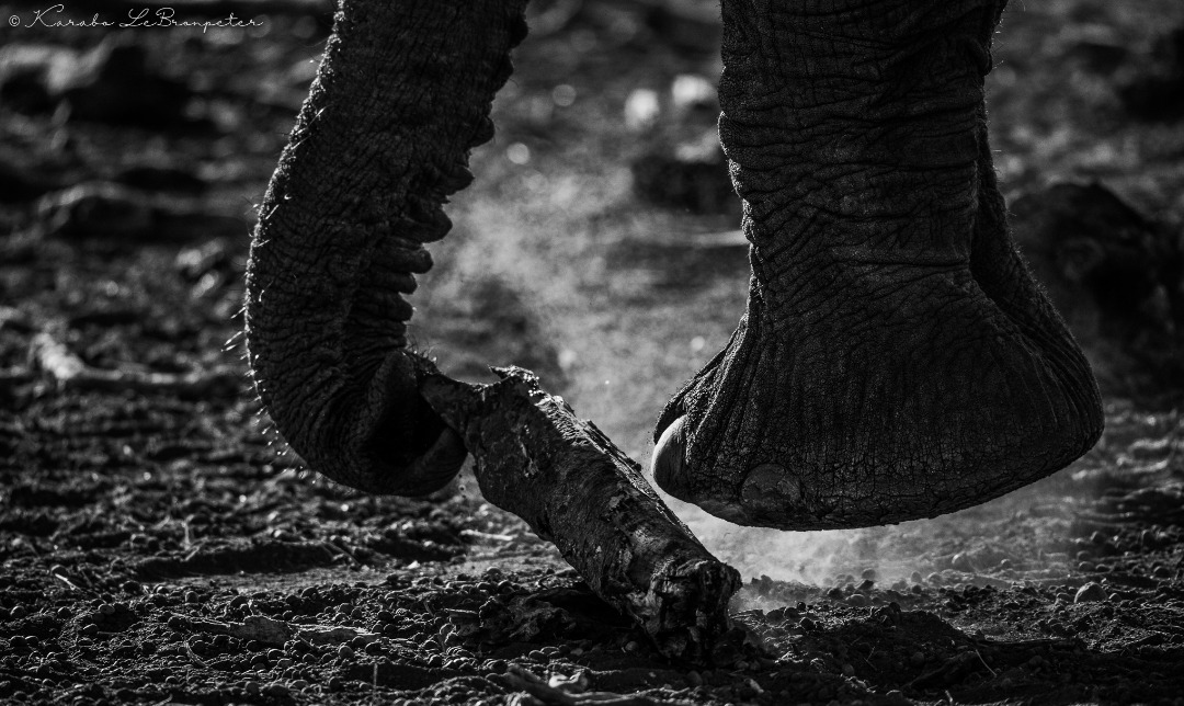 Art is all in the details. - Christian Marclay

Image by Karabo LeBronpeter Wildlife Photography

#mashatu #mashatugamereserve #botswana #travelafrica #explorebotswana #adventure #africa  #luxurydestination #thelandofthegiants #PushaBW #ilovebotswana #elephant #PhotoMashatu