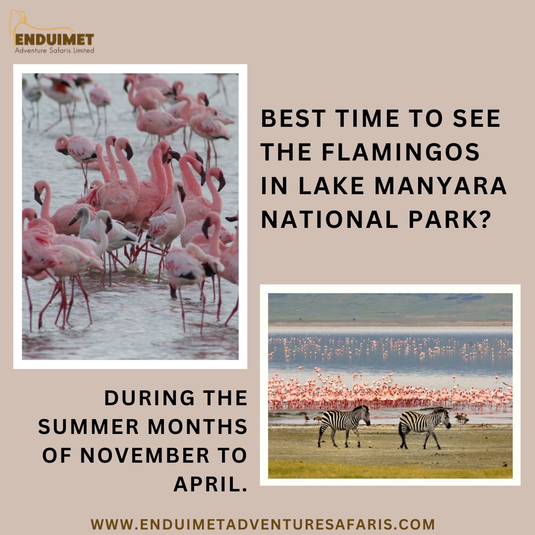 When is the best time to spot the flamingos in most numbers in Lake Manyara?🤔

During the summers of November to April are the best to see these migrant birds.

#lakemanyara #lakemanyaranationalpark #manyaralake #flamingos #travelphotography #traveltips