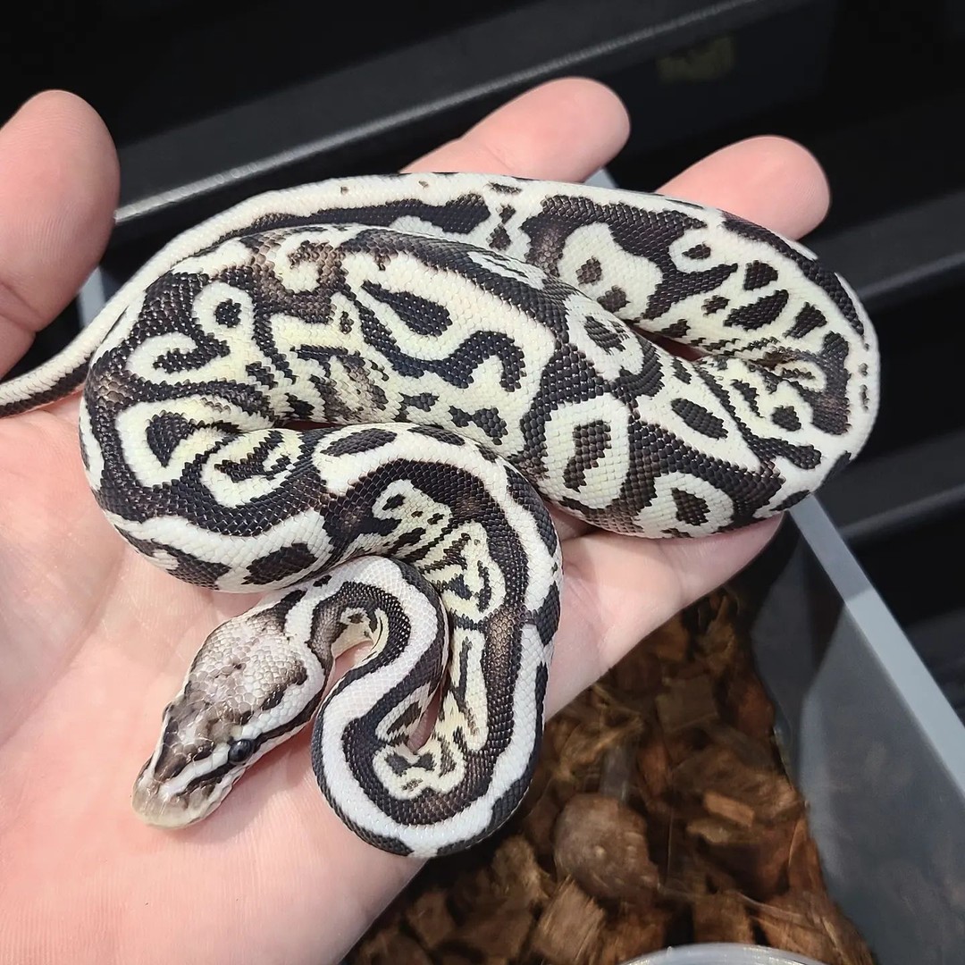 Northerngeckos's tweet image. @jdconstriction shows off one of their awesome axanthic ball python productions!
#axanthicballpython #ballpython #ballpythons #ballpythonsofinsta #ballpythonsofinstagram #ballpythonsofig #pythonregius #ballpythonmorph #ballpythonmorphsofinstagram