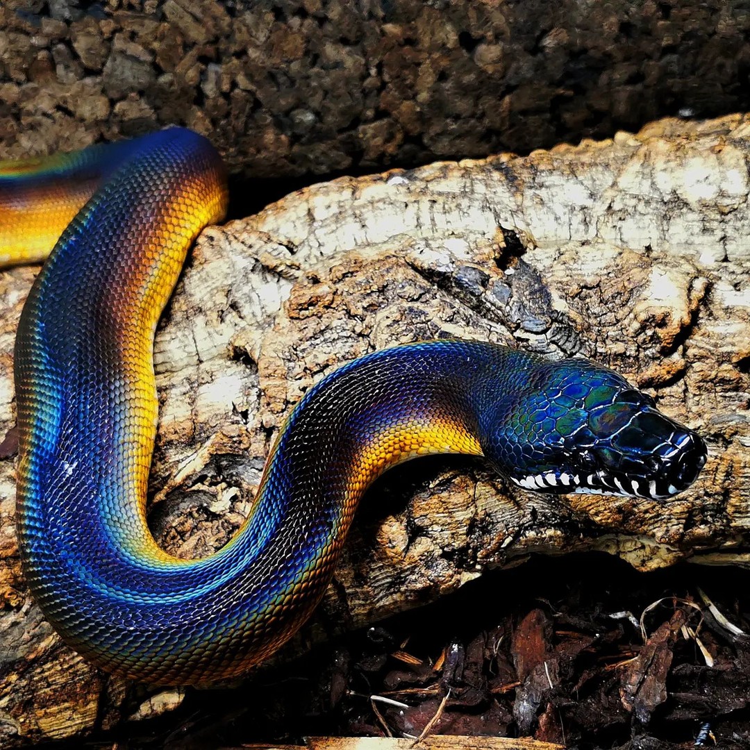 Northerngeckos's tweet photo. Dark and shiny white lipped python, photo by @kong.klf. 🖤 

#whitelippedpython #whitelippedpythons #whitelippedpythonsofinstagram #whitelippython #whitelippythons #whitelippythonsofinstagram #leiopythonalbertisii #leiopython #python #pythons #pythonsofinstagram #snake #snakes https://t.co/tHwVhltqbr