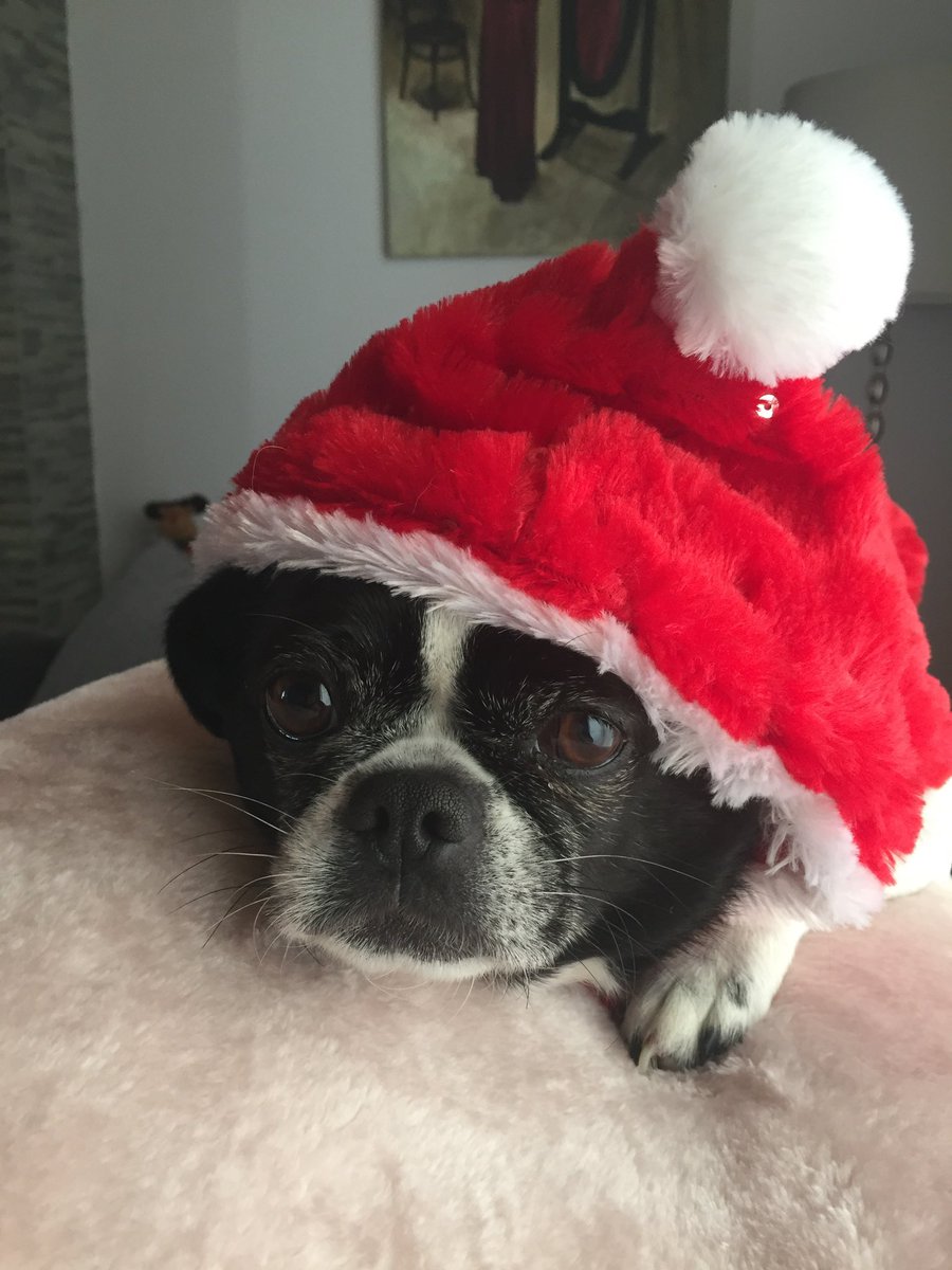 Hi everyone 👋 the pawrents are off to Glasgow and we’re being shipped out to a dog hotel. Better have room service that’s all I’m saying. Hope Santa Paws finds us 😲 Wishing all our Twitter friends the bestest Christmas and happy 2023. Thank you 💕💕💕💕 #dogsoftwitter