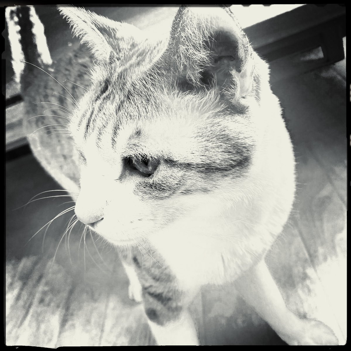 obi_wan_eclipse's tweet photo. #猫式 #猫 #cat #ShotoniPhone #Hipstamatic #LuciferVI #BlacKeysIR https://t.co/PYNekaEmD4