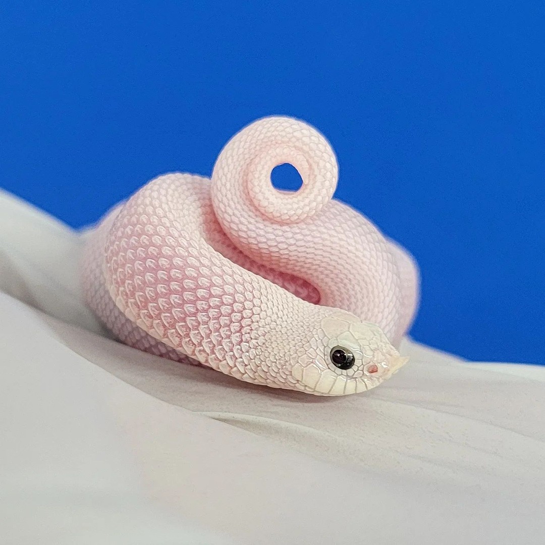 Northerngeckos's tweet photo. The perfect ice cream swirl! 🍦🤍 Leucistic hognose snake at @jmgreptiles. 

#leucistichognosesnake #leucisticsnake #leucisticsnakes #hognosesnake #hognosesnakes #hognosesnakesofinstagram #hognosesnakesofinsta #hognosesnakeofig #hognosesnakemorph #hognosesnakemorphs #hognosekeepe https://t.co/CSpcKJvA7f