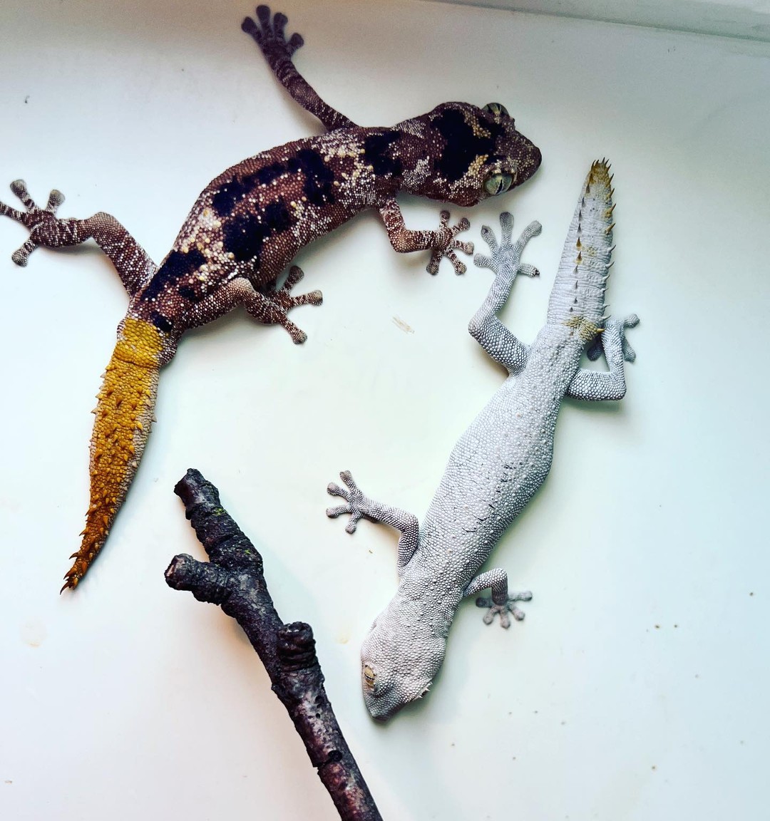 Northerngeckos's tweet photo. https://t.co/kHdiyXVo8T