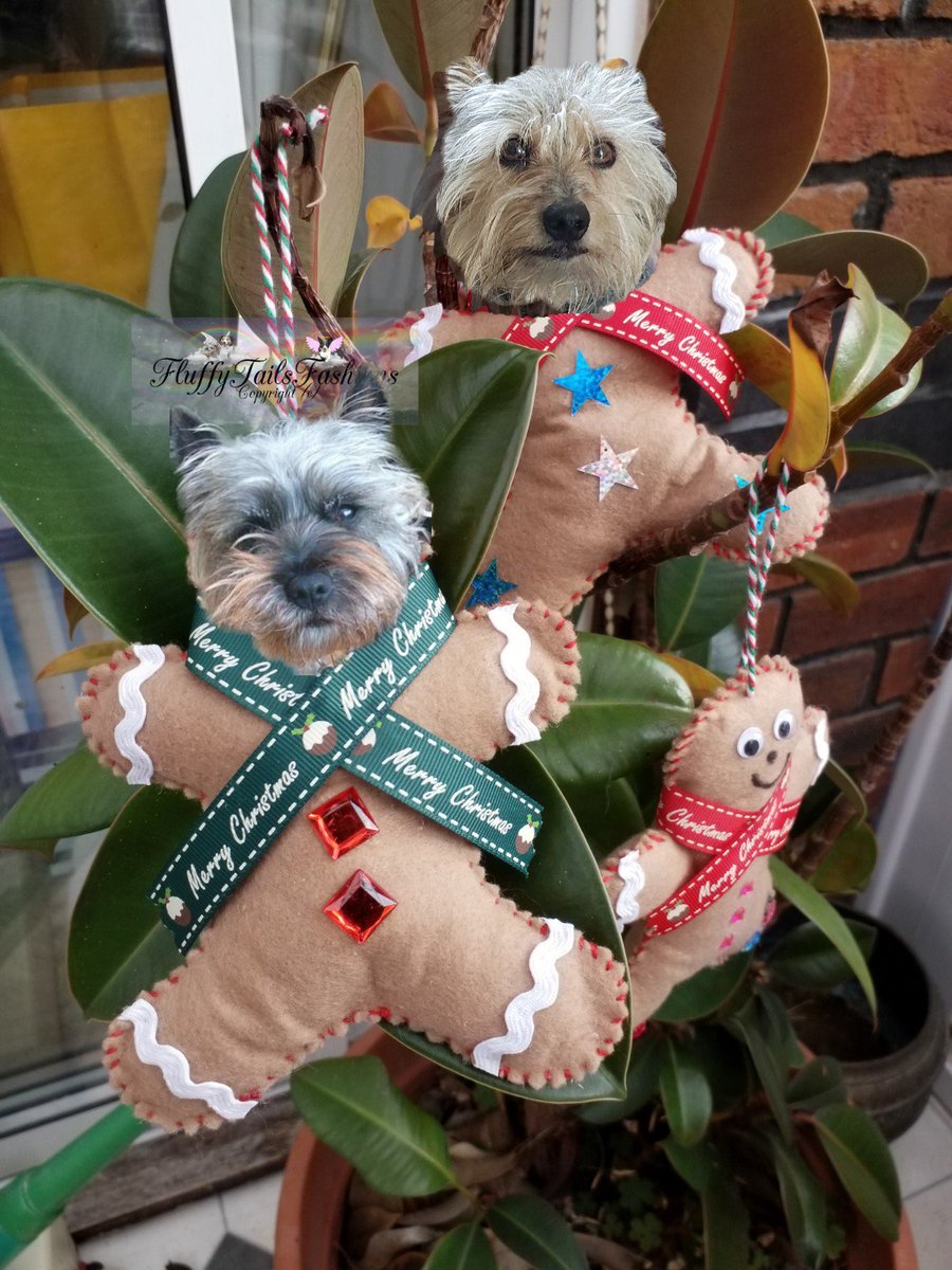 We are Ministers of Laffs &amp; Giggles for the new #PODT Avi <a href="/AviwhiteGSD/">Avilovesdogsandcats❤️</a> 

<a href="/NormanTheCairn/">Norman Dillon BovverBoy🐾</a> #BovverBoys