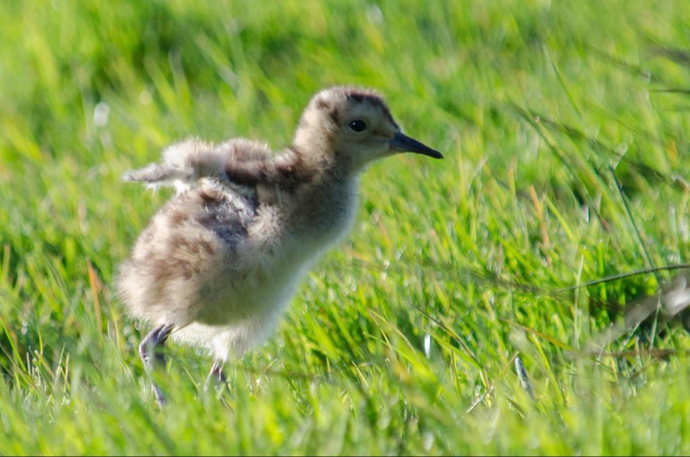 curlewcalls's tweet photo. Results just published. Irish breeding curlews on the way out, now down to 105 pairs across whole country. In the 1980’s there were over 5000 pairs. They have just gone from County Cork. Heartbreaking regional extinction on our watch #cop15 @BBCNews @npwsBioData @CurlewAction https://t.co/K4rFhiOS0m