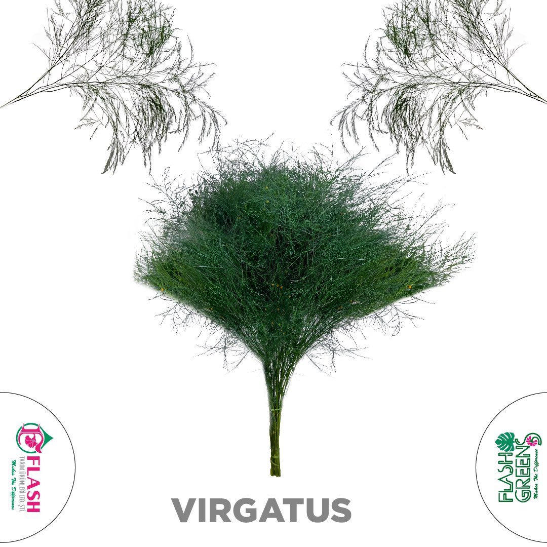 FlashFlower's tweet photo. Virgatus 🌿
Uzunluk : 60cm - 80cm
Demet Basına Dal:50
Kutudaki Dal Sayısı:500 dal
Bulunabilirlik:Tüm yıl
#makesthedifference #farkyaratır #green #plants https://t.co/ZdtENI893m