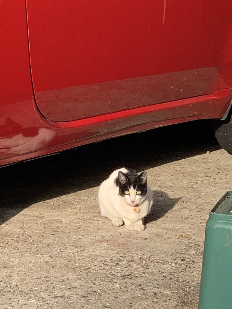 Hanchis_cat's tweet photo. ㅠ_ㅠ 흑흑 주변 길냥이를 보고 애가 도망가서 찾지 못했어요 근방에 숨어 있는것 같은데
경기도 성남시 분당구 백현로(특히 백현초 근처) 사시는분들은 별이< 라는 이름표가 있는 분홍끈 인식표를 한 고양이를 보시면 아래 포인핸드 연락처로 연락바랍니다
https://t.co/i1UOoNqq2Y https://t.co/MKhGBuFuoI