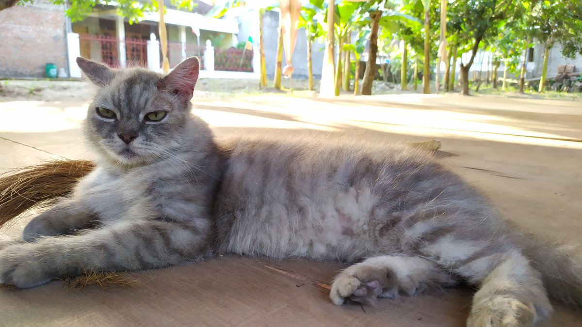 delaksmnr's tweet photo. Minta tolong retweet ya temen-temen🙏

Dicari kucing hilang warna abu-abu, anggora, umur sekitar 5 tahunan, di area Prambanan, Jl. Jogja-Solo, sampe Magelang karena diperkirakan kucing terbawa mobil pick up yang menjual kripik
#missingcat
#infoklaten
#infojogja
#AnimalLovers https://t.co/TJbnPQ7vLY