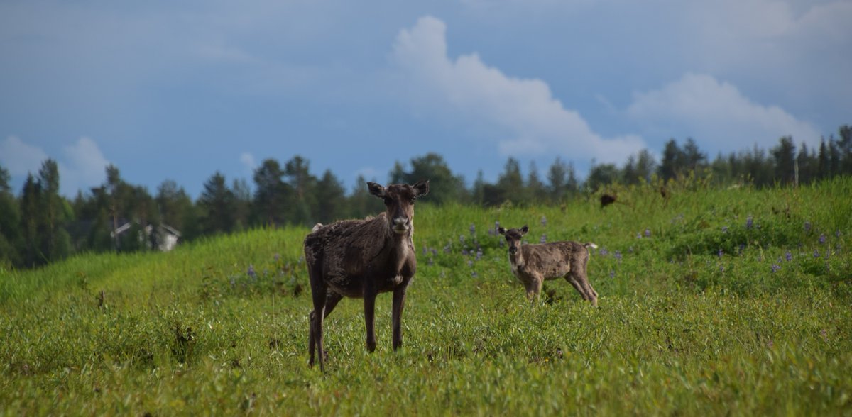 elinvoimak_LAP's tweet photo. Tiesitkö, että vanhoja niittyjä, hakamaita ja metsälaitumia voi kunnostaa luonnonsuojelulain tuella?👏 #HelmiOhjelma #ELYkeskus #Lappi

Tukea myönnetään esim. laitumen aitaamiseen, puuston raivauksiin tai kedon niittoon. Lue lisää ja hae tukea: https://t.co/wknMwdm3Ug https://t.co/V8hN12BbnL