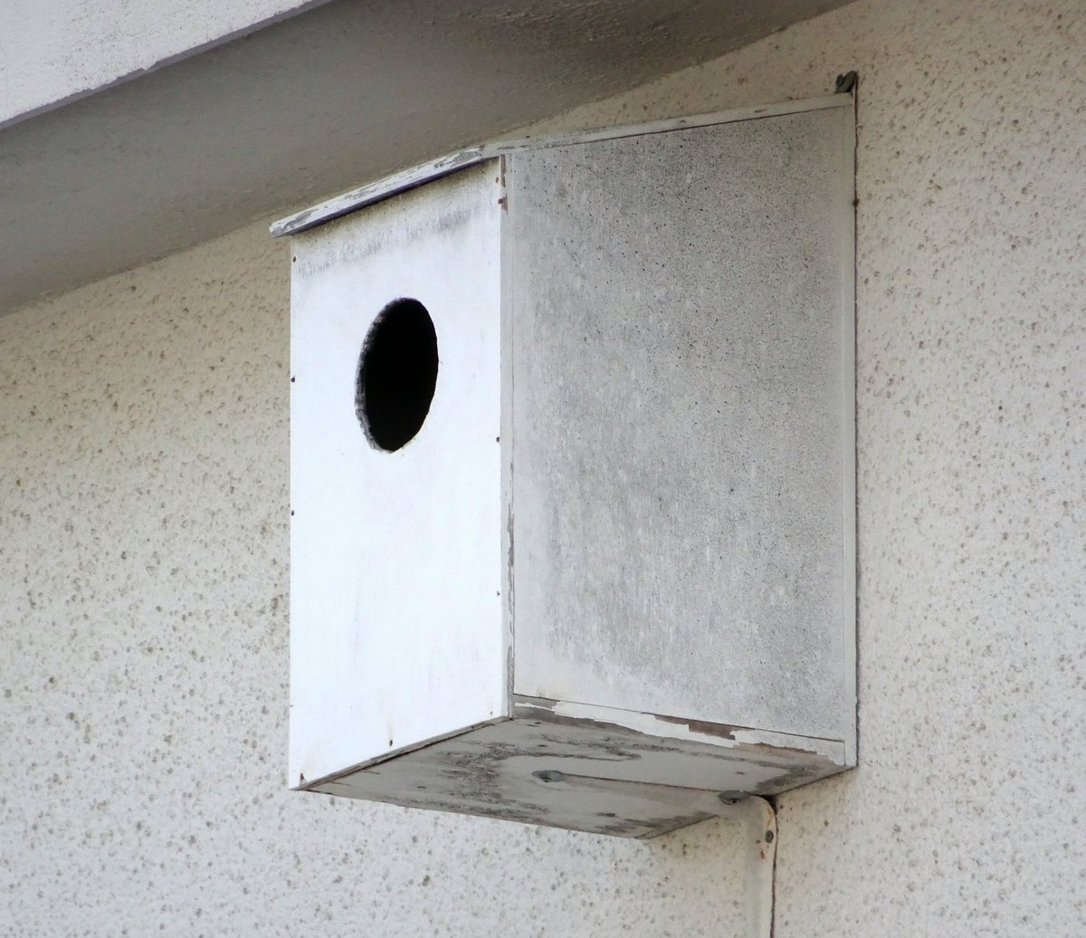 Santi_MBarajas's tweet photo. La ausencia de huecos para criar, debido a la eliminación de los árboles secos, perjudica a bastantes especies de aves, actuando como un factor limitante en muchas zonas. Por ello, es de gran interés ambiental la instalación de cajas-nido, además de tener un coste reducido. https://t.co/50ckctNuj4