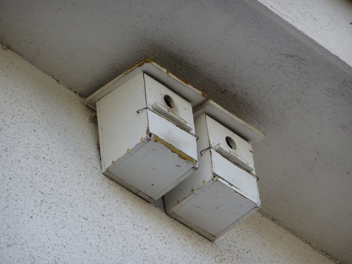 Santi_MBarajas's tweet photo. La ausencia de huecos para criar, debido a la eliminación de los árboles secos, perjudica a bastantes especies de aves, actuando como un factor limitante en muchas zonas. Por ello, es de gran interés ambiental la instalación de cajas-nido, además de tener un coste reducido. https://t.co/50ckctNuj4