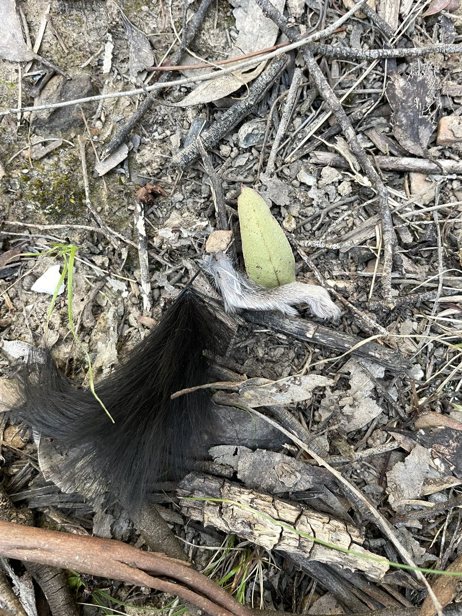 TanLoos's tweet photo. A tail and a hind foot - a brush-tailed Phascogale 😃 possibly owl dinner at our place near Daylesford https://t.co/wkpGg4WZzH