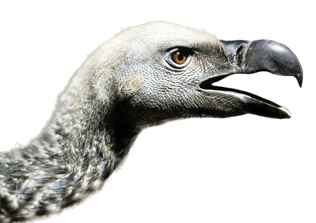 Akbaba kültürü nedir?
akbabablog.net/2022/11/01/akb…