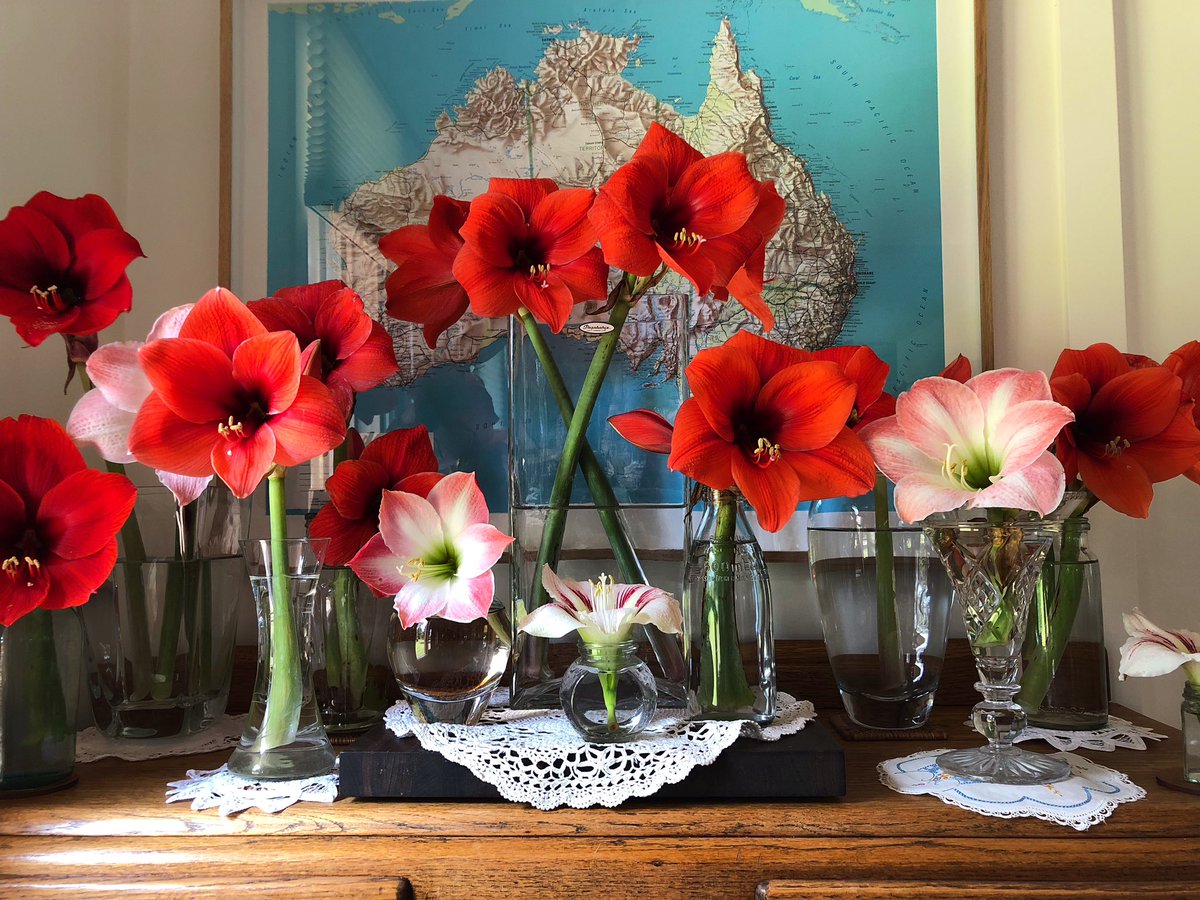BloodyK8's tweet photo. Blessed are the glass blowers … and the Hippeastrums
#hippeastrum #hippeastrums #Glass #GlassVases #GlassVase #VintageVases #VintageVase #ContemporaryVases #ContemporaryVase #FloralArrangement #FlowerArrangement #FlowerStaging #FloralStaging #ShowUsYourVases https://t.co/eQSNQrdc8G