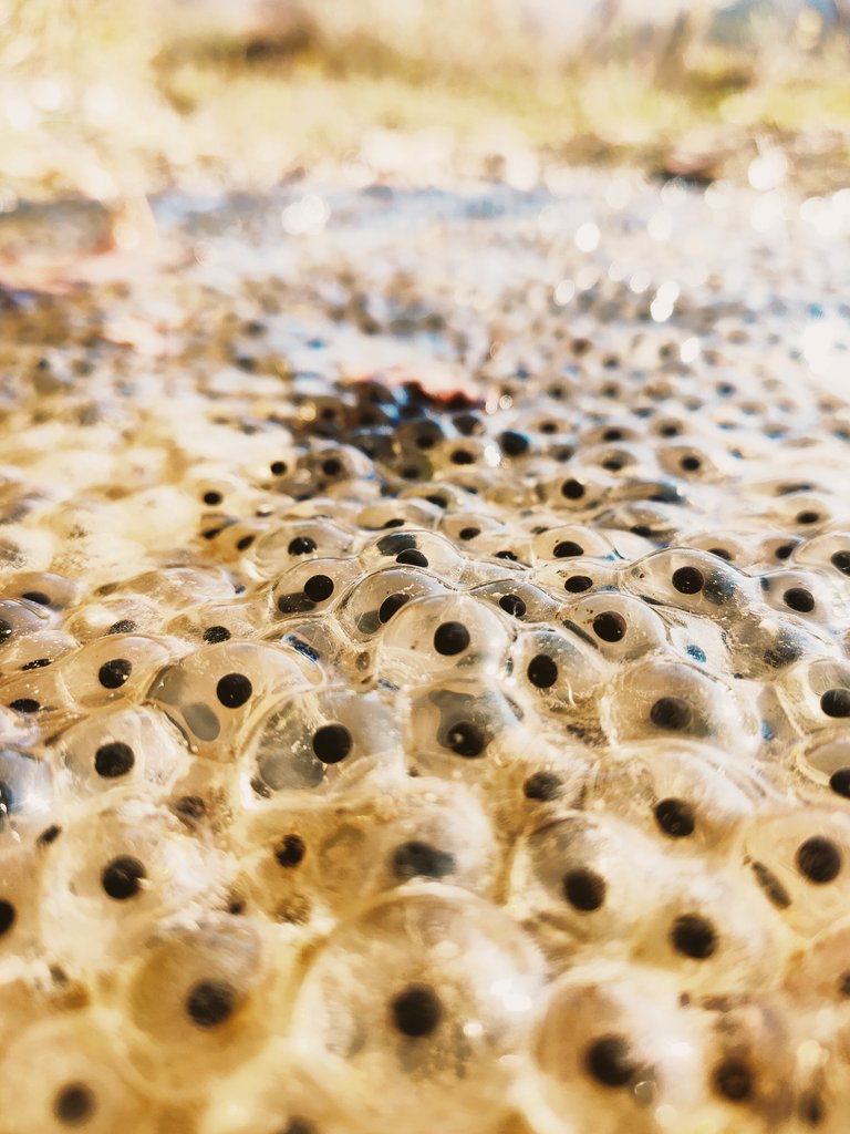 xabini's tweet photo. ⚠️Kontuz!⚠️ Euri putzuak bizitzaz gainezka daude momentu honetan!💚🐸🫧 #basoigelgorria #igela #ranatemporaria #natura #arrautzak #biziberria #naturehunter #frogspawn https://t.co/KATC209SYe
