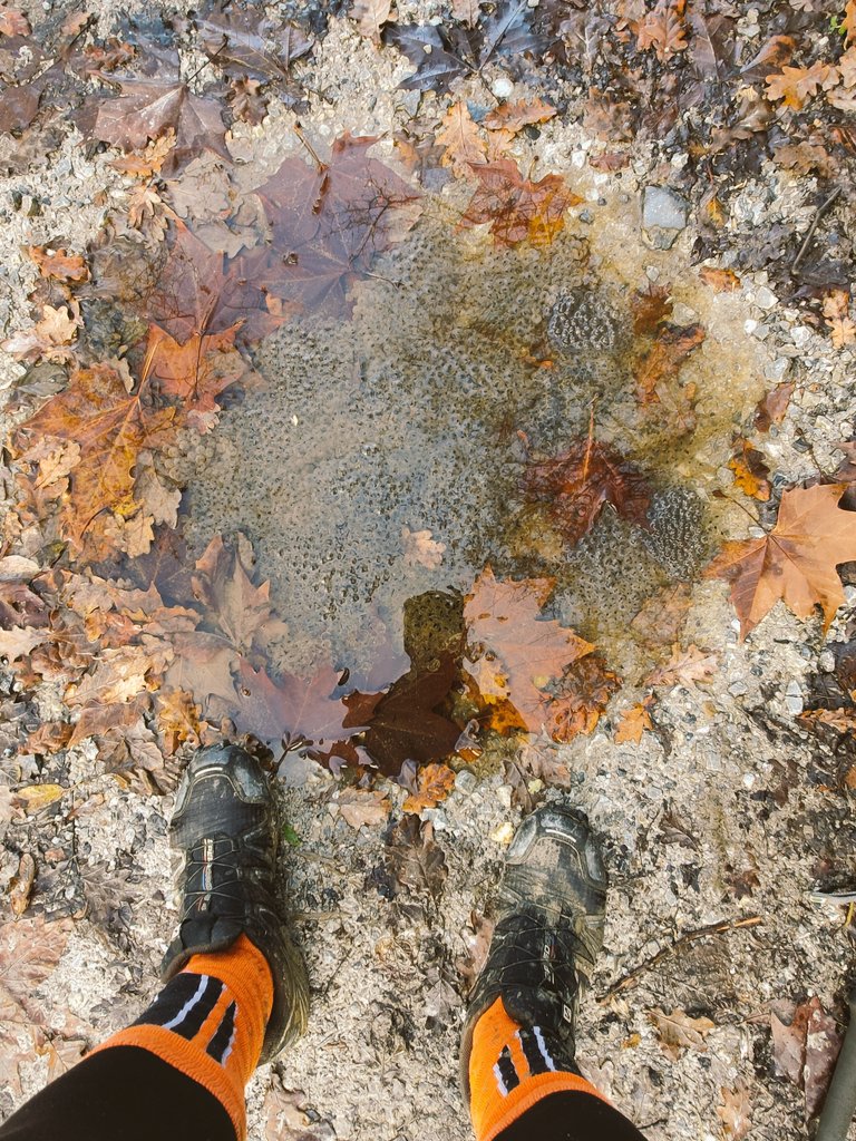 xabini's tweet photo. ⚠️Kontuz!⚠️ Euri putzuak bizitzaz gainezka daude momentu honetan!💚🐸🫧 #basoigelgorria #igela #ranatemporaria #natura #arrautzak #biziberria #naturehunter #frogspawn https://t.co/KATC209SYe