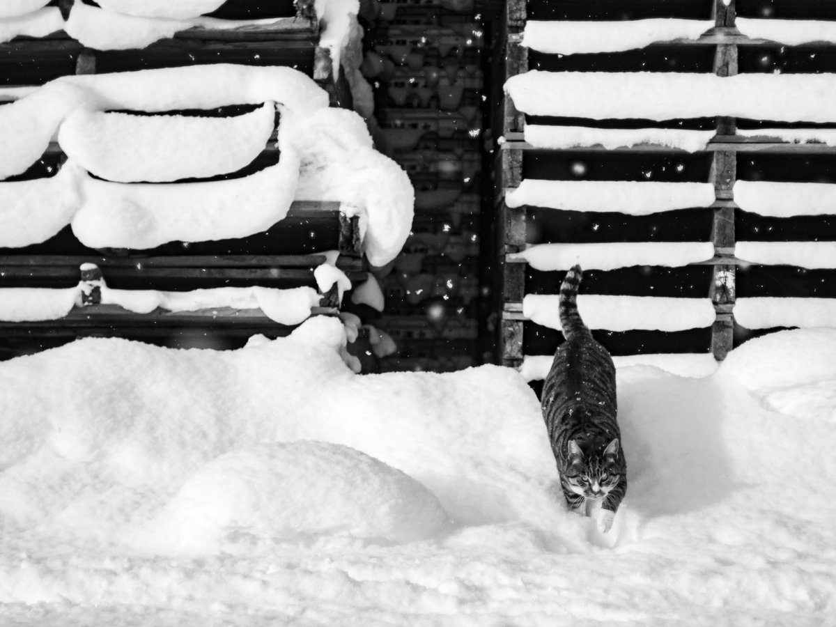 steam_pump_ghq's tweet photo. 雪積もる。 https://t.co/SN2FqXor0p