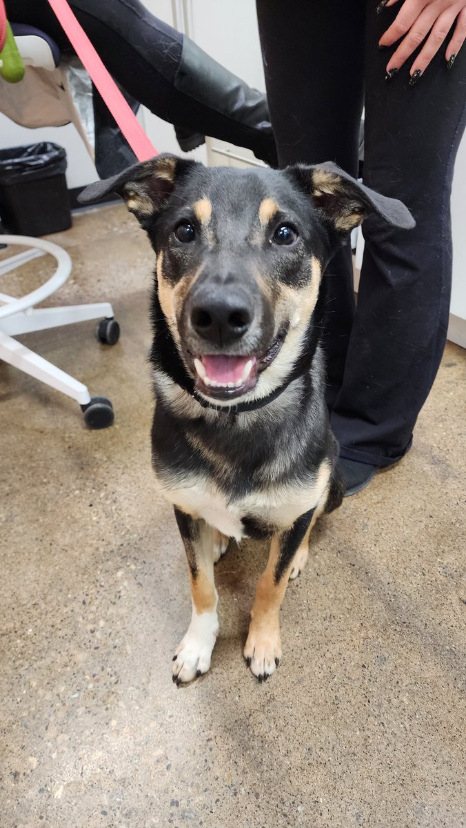 morninglive's tweet image. Meet Jake....he&apos;s ready for his closeup. @HB_SPCA #AdoptablePets