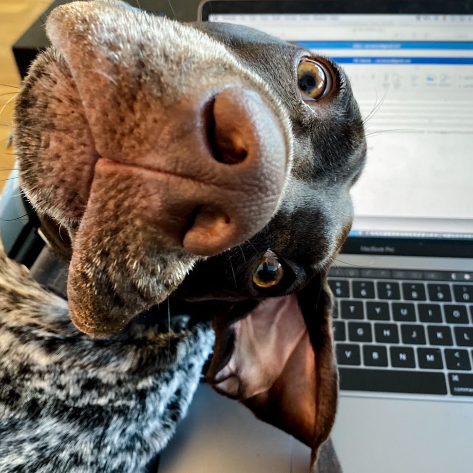 'Tu fais quoi ??!!' Vis ma vie en télétravail ... 😂😂😂 

#Chiendechasse #chiendevie #chien #potdecolle #télétravail #jaimemonchien #braque