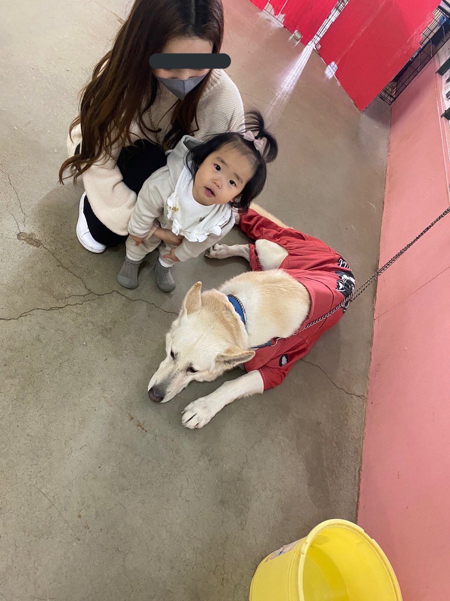 0725raitan's tweet photo. ワールド牧場におったホワイトシェパード
カッコ良すぎて記念写真とってもらったけど
こいつやる気なさすぎやん？
全然かっこよさ伝わらんやん
めちゃくちゃかっこよかったんやで https://t.co/woY04uomPS