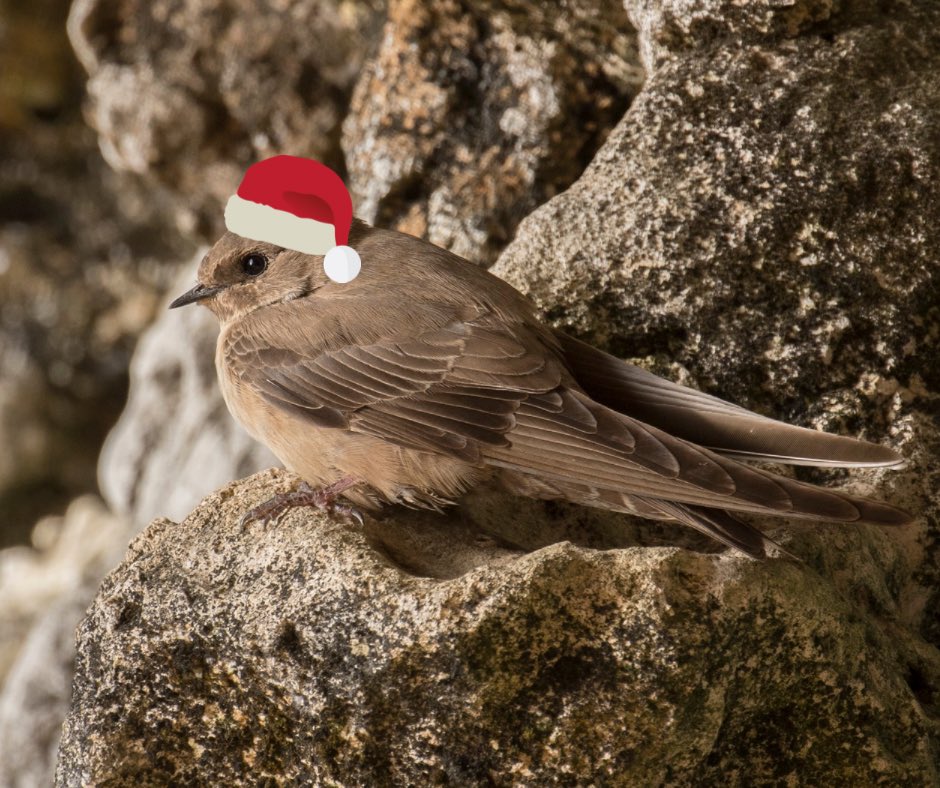 GONHS would like to wish all our members a very Merry Christmas and a Happy New Year! #cragmartin #gibraltar