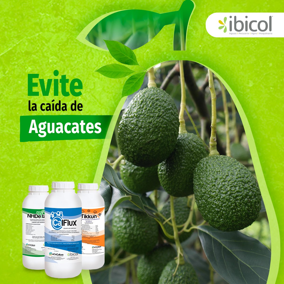 insumosibicol's tweet photo. Evite la caída de Aguacates.
Aplicando Calflux, en el final de la floración y el inicio del cuajado.
Pregúntenos por una asesoría técnica.
Escríbanos para más información al Wsap Business 310 2099367
#Ibicol #CalFlux #Podredumbreapical #Aguacates #Tikkun #NHDeltaCa #Calflux https://t.co/Bsz7LB4Pdn